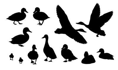 Set of duck silhouettes. Mallard duck Anas platyrhynchos. Realistic vector illustration of wild birds of Europe, America and North Africa.