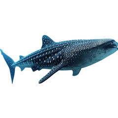 Whale shark isolated on transparent background PNG