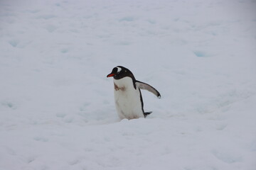 Gentoo Penguin (Pygoscelis papua), Cuverville Island, Antarctica.