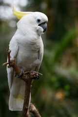 Triton cockatoo