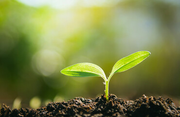 small trees, fresh green, natural planting concept.