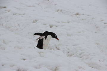 Fototapeta premium Gentoo Penguin (Pygoscelis papua), Cuverville Island, Antarctica.