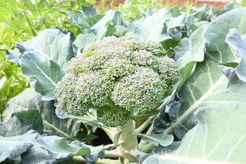 Broccoli in organic vegetable garden. Its other names Brassica oleracea var italica. This is an...