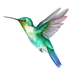 Hummingbird clipart for graphic resources watercolor PNG transparent background