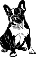 French Bulldog Dog SVG Detailed Design Looking Longingly - obrazy, fototapety, plakaty