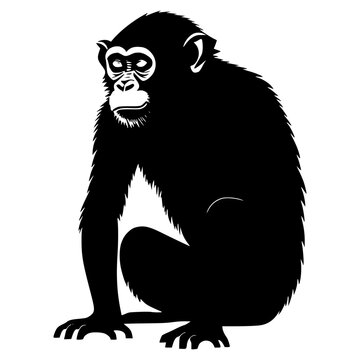 black and white image of a monkey