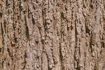 Fototapeta premium Closeup photo Brown bark, rough surface.