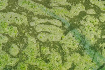 Algae mucilage ditch puddle water float green nature