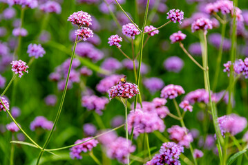 Violet flowers with bee, purple verbena flowers in verbena flower field.