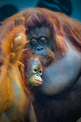 Mother and baby Bornean orangutans