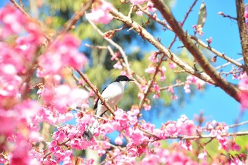 Bird on the tree blossom 1