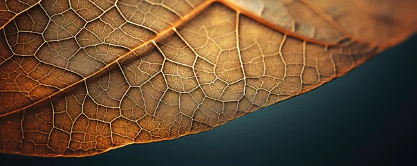 Washable wall murals Macro photography Close up macro photography of a beautiful colourful leaf