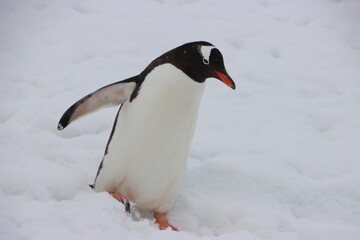 Gentoo Penguin (Pygoscelis papua), Cuverville Island, Antarctica.
