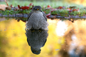 Adult female Eurasian sparrowhawk in the last light of day at a water point in a Mediterranean oak and pine forest in autumn