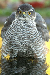 Adult female Eurasian sparrow hawk at a water point in a pine and oak forest at first light on an autumn day