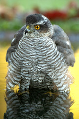 Adult female Eurasian sparrowhawk in the last light of day at a water point in a Mediterranean oak and pine forest in autumn