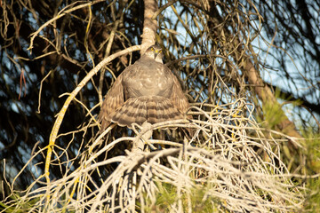 Adult female of Eurasian sparrow hawk drying her plumage after bathing inside a Mediterranean forest with the last light of the day