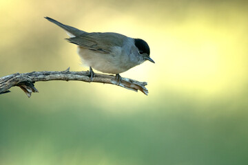 Common whitethroat male near a water point within a Mediterranean forest with the last light of the day