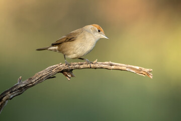 Common whitethroat female at last light in a Mediterranean oak and pine forest in autumn