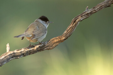 Common whitethroat male near a water point within a Mediterranean forest with the last light of the day