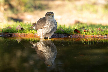 Adult female Eurasian sparrow hawk at a water point in a Mediterranean forest at first light of day