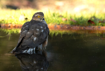 Female Eurasian sparrow hawk at a water point within a Mediterranean forest at first light of day