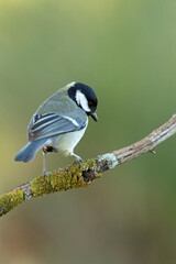 Obraz premium Great tit in an oak forest at first light in the morning