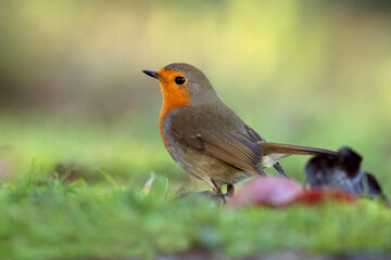 European robin near water point in a pine and oak forest at first light on an autumn day