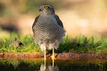 Adult female Eurasian sparrow hawk at a water point in a Mediterranean forest at first light of day