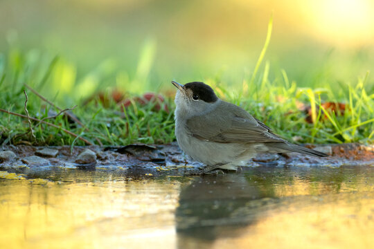 Common whitethroat male near a water point within a Mediterranean forest with the last light of the day