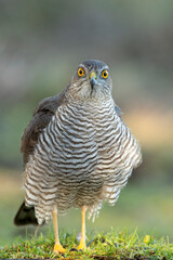 Adult female Eurasian sparrow hawk at a water point in a pine and oak forest at first light on an autumn day