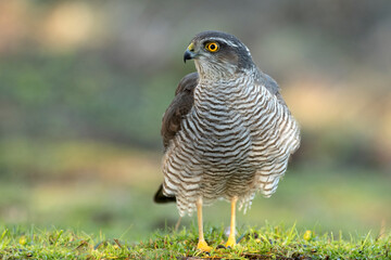 Female Eurasian sparrow hawk at a water point within a Mediterranean forest at first light of day