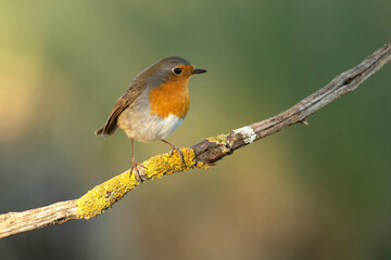 Obraz premium European robin at first light on a winter day in a Mediterranean forest