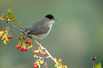 Common whitethroat male near a water point within a Mediterranean forest with the last light of the...