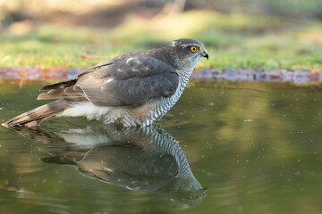 Adult female Eurasian sparrowhawk in the last light of day at a water point in a Mediterranean oak and pine forest in autumn
