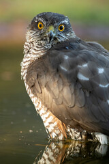Adult female Eurasian sparrowhawk in the last light of day at a water point in a Mediterranean oak and pine forest in autumn