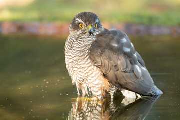 Adult female Eurasian sparrow hawk at a water point in a pine and oak forest at first light on an autumn day