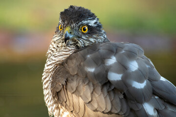 Adult female Eurasian sparrow hawk at a water point in a pine and oak forest at first light on an autumn day