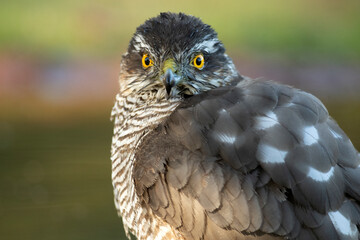 Adult female Eurasian sparrowhawk in the last light of day at a water point in a Mediterranean oak and pine forest in autumn