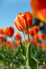 Campo di Tulipani bicolor giallo arancione