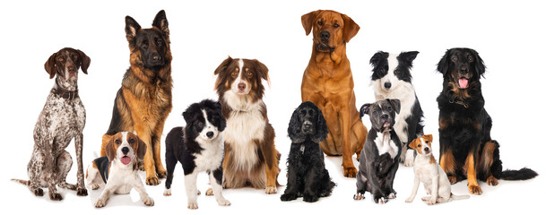 Several pedigree dogs on a white background