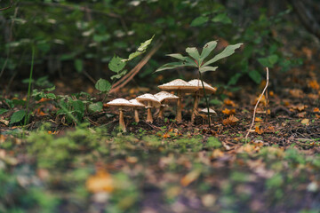 Mushrooms grow along with other plants and trees in the forested environment.