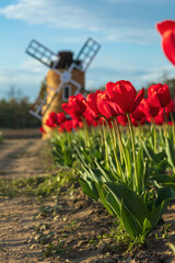 Tulipani rossi con lo sfondo del Mulino a vento 