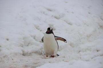 Gentoo Penguin (Pygoscelis papua), Cuverville Island, Antarctica.