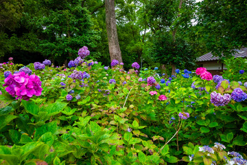 京都の藤森神社で6月に見た、青や紫色のカラフルな紫陽花