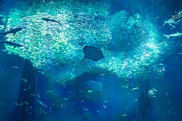 日本の水族館の風景