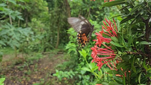 Beauty In Nature, Butterfly on flower