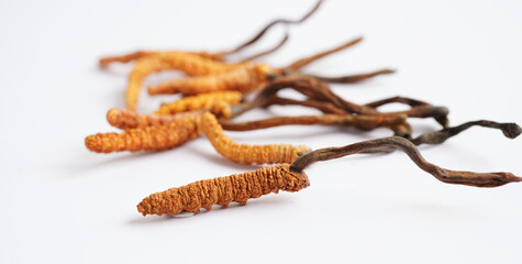 Cordyceps sinensis or Ophiocordyceps sinensis isolated on white background, mushroom herb treatment medicine.