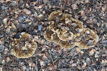 Velvet Rosette, Pelloporus tomentosus, wild polypore fungus from Finland