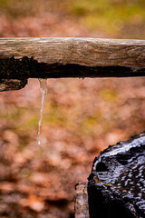 北海道　苫小牧北大研究林